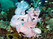 Large Tube Sponge - Haliclona (Reniera) fascigera