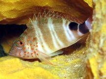 Redspotted Hawkfish - Amblycirrhitus pinos