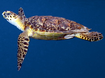 Hawksbill Turtle - Eretmochelys imbricata