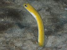 Yellow Garden Eel - Heteroconger luteolus