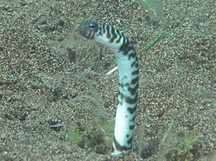 Banded Garden Eel - Heteroconger polyzona