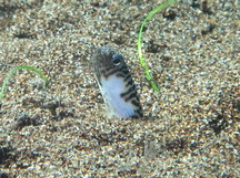 Banded Garden Eel - Heteroconger polyzona