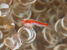 Anemone Mysid - Heteromysis actiniae