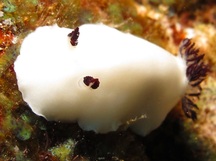 Fellow's Nudibranch - Hiatodoris fellowsi