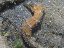 Lined Seahorse - Hippocampus erectus