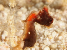 Pontoh's Pygmy Seahorse - Hippocampus pontohi