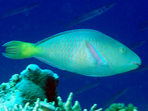 Pacific Longnose Parrotfish - Hipposcarus longiceps