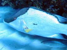Hogfish - Terminal Phase - Lachnolaimus maximus