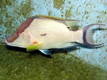 Hogfish - Terminal Phase - Lachnolaimus maximus