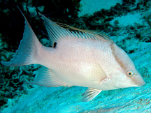 Hogfish - Initial Phase - Lachnolaimus maximus