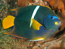 King Angelfish - Holacanthus passer