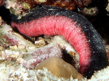 Pinkfish Sea Cucumber - Holothuria edulis