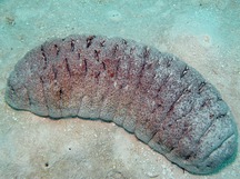 Elephant Trunkfish - Holothuria fuscopunctata