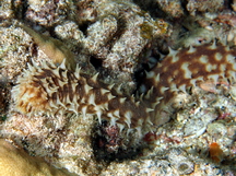 Light-Spotted Sea Cucumber - Holothuria hilla
