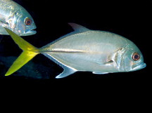 Horse-Eye Jack - Caranx latus