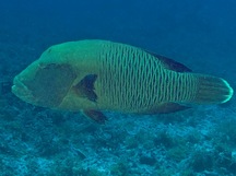 Humphead Wrasse - Terminal Phase - Cheilinus undulatus