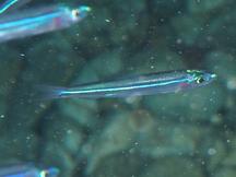 Reef Silverside - Hypoatherina harringtonensis