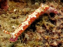 Decorated Hypselodoris - Hypselodoris decorata