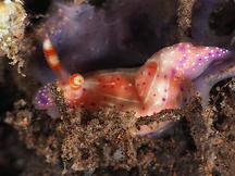 Paradise Hypselodoris - Hypselodoris paradisa
