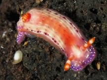 Paradise Hypselodoris - Hypselodoris paradisa