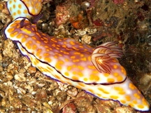 Beautiful Risbecia - Hypselodoris pulchella