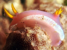 Hypselodoris sp. 1 - Hypselodoris sp. 1