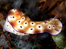 Tryon's Risbecia - Hypselodoris tryoni