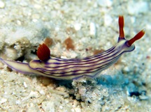 White's Hypselodoris - Hypselodoris whitei