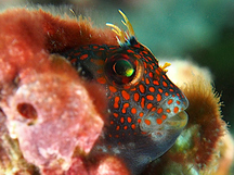 Barnaclebill Blenny - Hypsoblennius brevipinnis