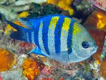 Indo-Pacific Sergeant - Abudefduf vaigiensis