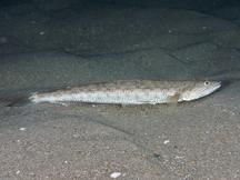 Inshore Lizardfish - Synodus foetens