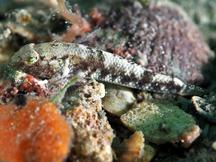 Island Frillfin Goby - Bathygobius mystacium