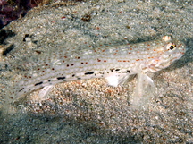 Decorated Sandgoby - Istigobius decoratus