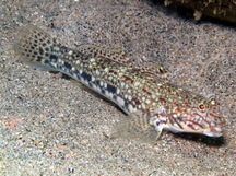 Ornate Sandgoby - Istigobius ornatus