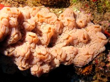 Ivory Tunicate - Aplidium sp.