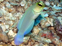 Yellowhead Jawfish - Opistognathus aurifrons