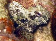 Jewelled Blenny - Salarias fasciatus