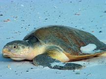 Kemp's Ridley Sea Turtle - Lepidochelys kempii