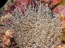 Knobby Anemone - Laviactis lucida