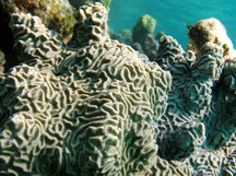 Knobby Brain Coral - Diploria clivosa