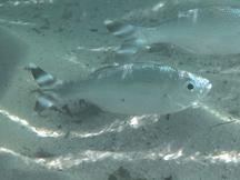 Fivebar Flagtail - Kuhlia mugil