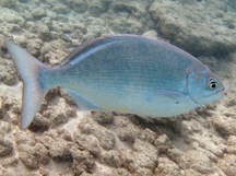 Pacific Chub - Kyphosus sandwicensis