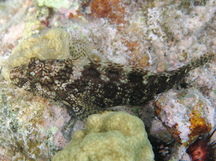 Masquerader Hairy Blenny - Labrisomus conditus