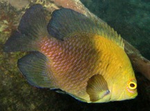 Lagoon Damsel - Hemiglyphidodon plagiometopon