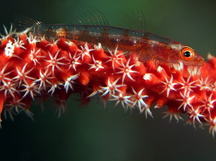 Large Whip Goby - Bryaninops amplus