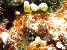 Hidden Anemone - Lebrunia coralligens