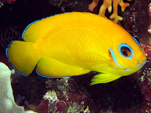 Lemonpeel Angelfish - Centropyge flavissima