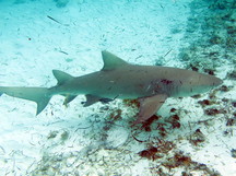 Lemon Shark - Negaprion brevirostris