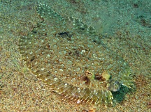 Leopard Flounder - Bothus pantherinus