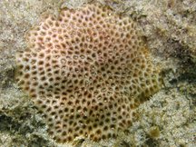 Lesser Starlet Coral - Siderastrea radians